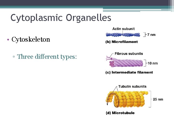 Cytoplasmic Organelles • Cytoskeleton ▫ Three different types: 