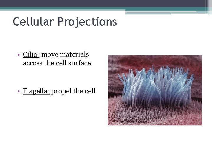 Cellular Projections • Cilia: move materials across the cell surface • Flagella: propel the