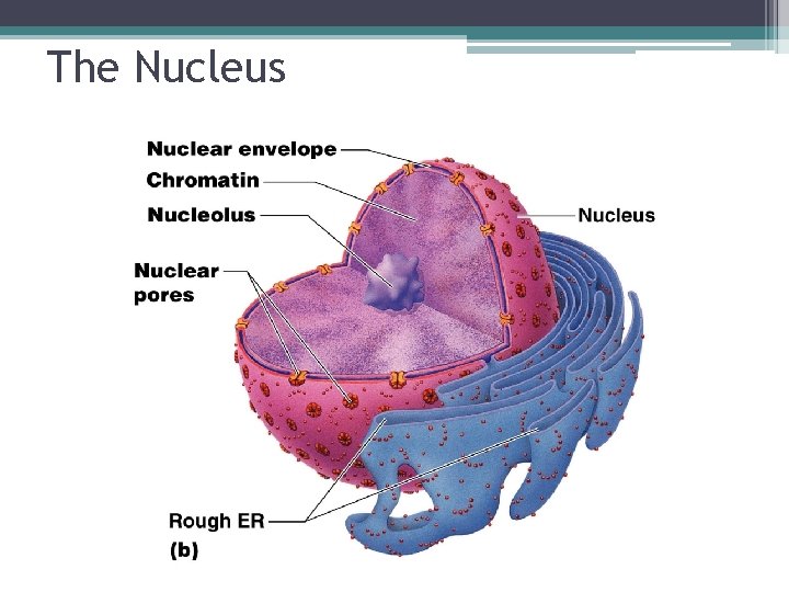 The Nucleus 