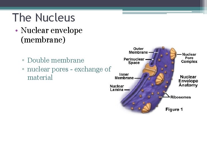 The Nucleus • Nuclear envelope (membrane) ▫ Double membrane ▫ nuclear pores - exchange