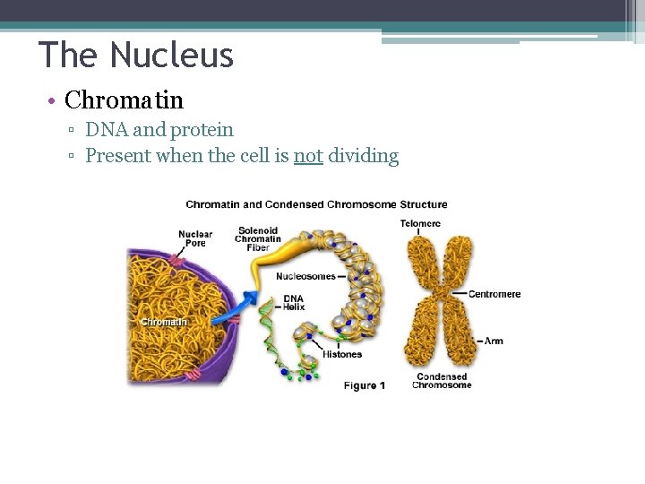 The Nucleus • Chromatin ▫ DNA and protein ▫ Present when the cell is