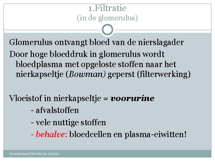 1. Filtratie (in de glomerulus) Glomerulus ontvangt bloed van de nierslagader Door hoge bloeddruk