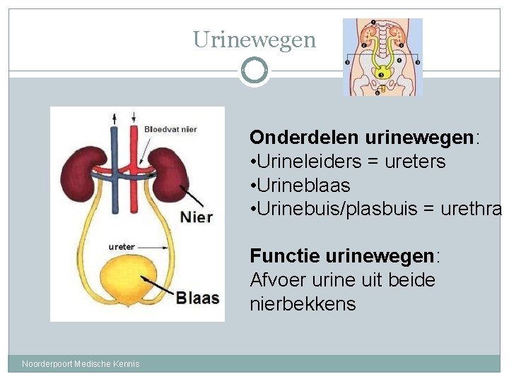 Urinewegen Onderdelen urinewegen: • Urineleiders = ureters • Urineblaas • Urinebuis/plasbuis = urethra Functie