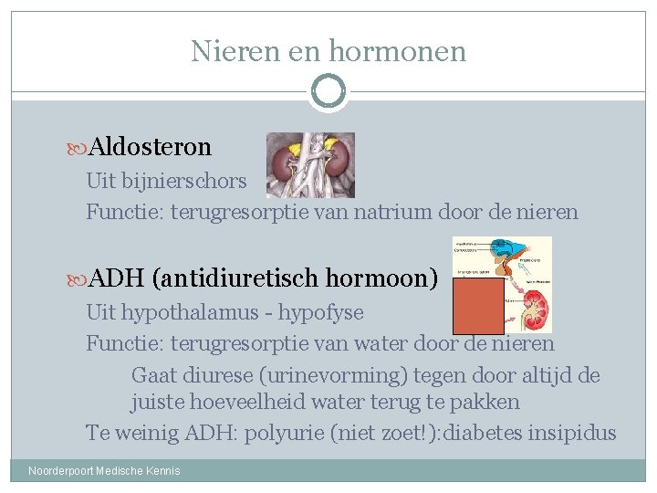 Nieren en hormonen Aldosteron Uit bijnierschors Functie: terugresorptie van natrium door de nieren ADH