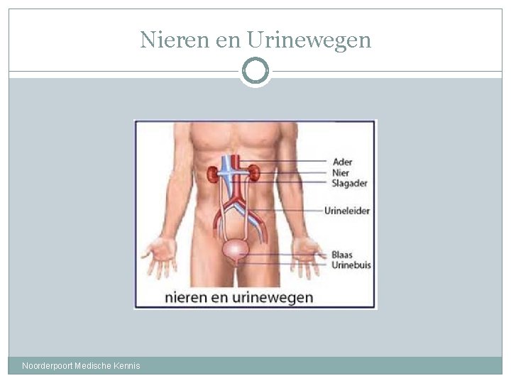 Nieren en Urinewegen Noorderpoort Medische Kennis 