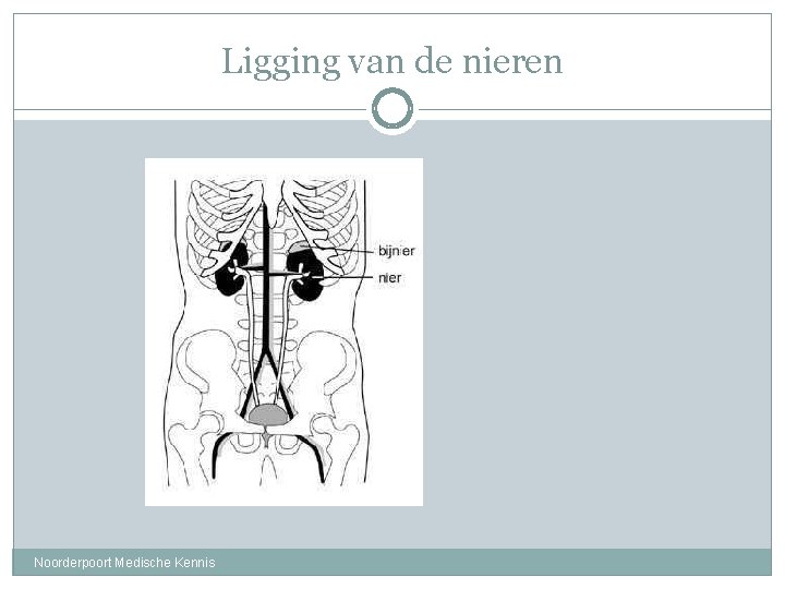 Ligging van de nieren Noorderpoort Medische Kennis 