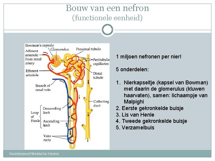 Bouw van een nefron (functionele eenheid) 1 miljoen nefronen per nier! 5 onderdelen: 1.