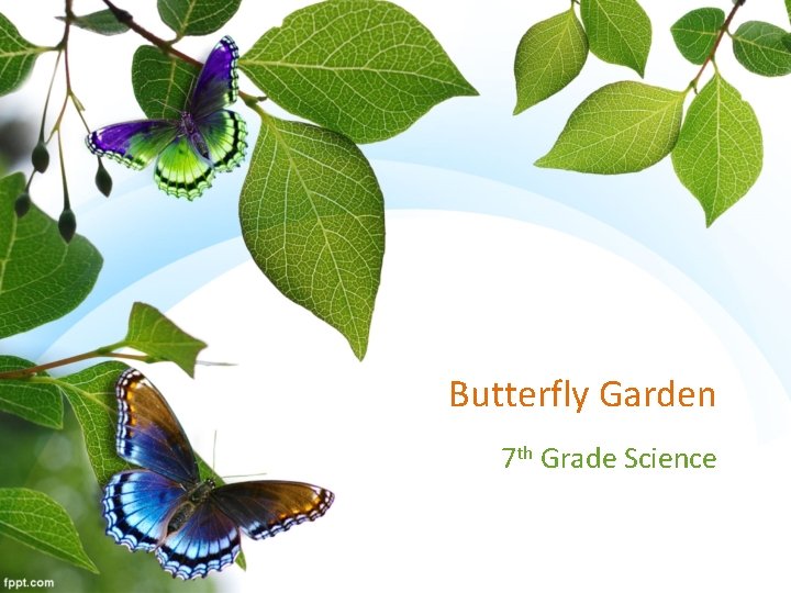 Butterfly Garden 7 th Grade Science 