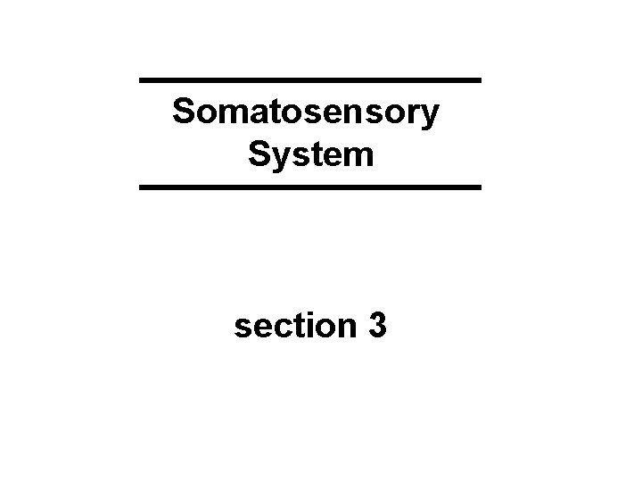 Somatosensory System section 3 