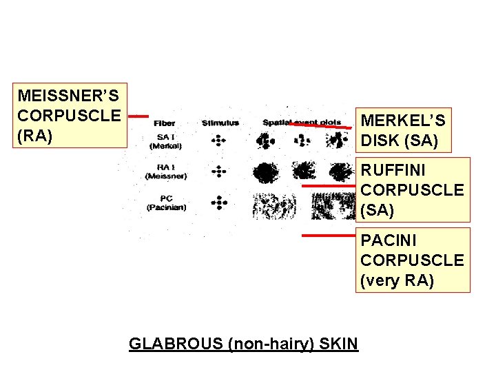 MEISSNER’S CORPUSCLE (RA) MERKEL’S DISK (SA) RUFFINI CORPUSCLE (SA) PACINI CORPUSCLE (very RA) GLABROUS