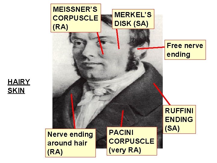 MEISSNER’S CORPUSCLE (RA) MERKEL’S DISK (SA) Free nerve ending HAIRY SKIN Nerve ending around