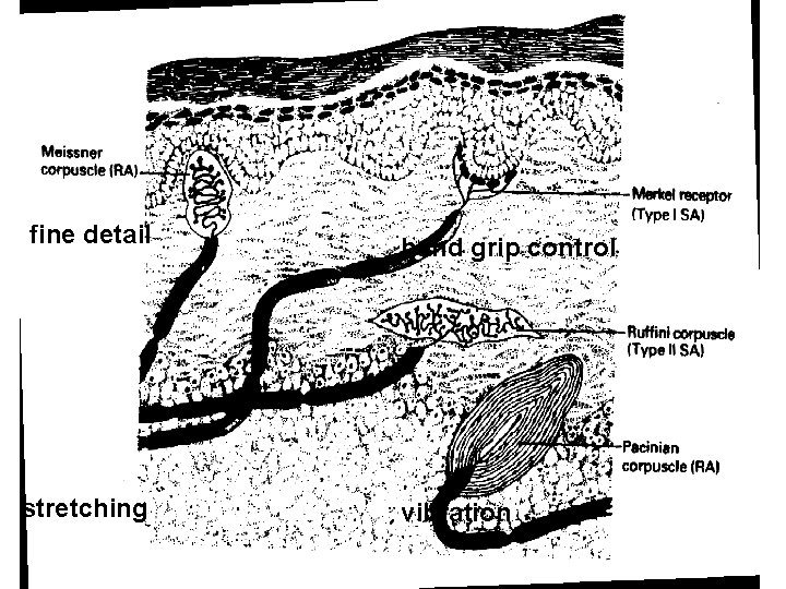 fine detail stretching hand grip control vibration 