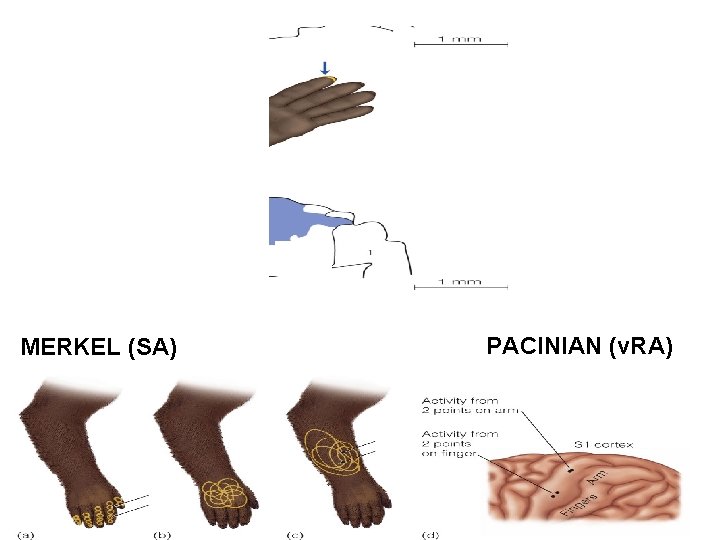 MERKEL (SA) PACINIAN (v. RA) 