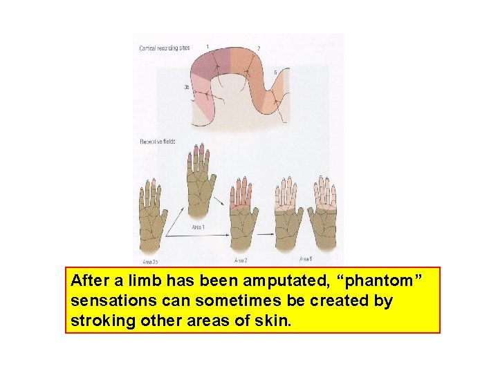 After a limb has been amputated, “phantom” sensations can sometimes be created by stroking