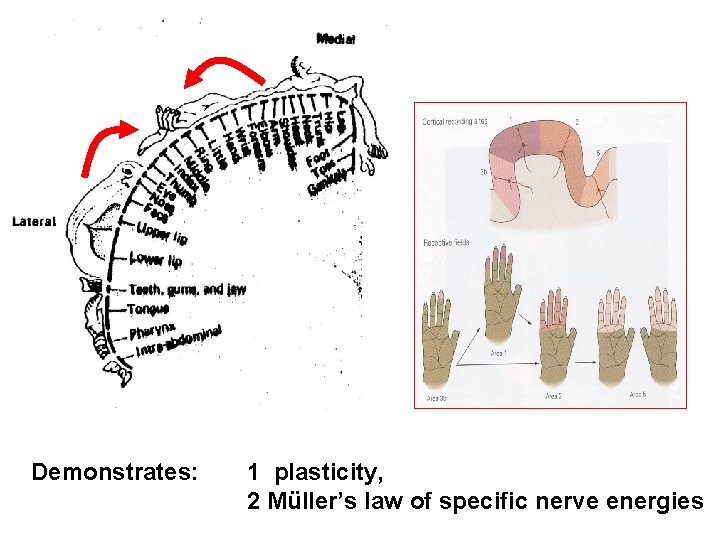 Demonstrates: 1 plasticity, 2 Müller’s law of specific nerve energies 