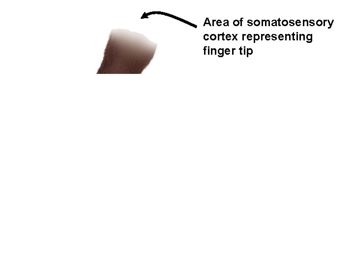 Area of somatosensory cortex representing finger tip stimulate finger tip over many days Larger