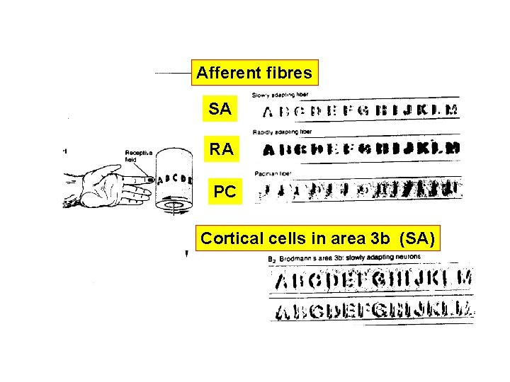 Afferent fibres SA RA PC Cortical cells in area 3 b (SA) 