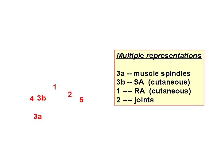 Multiple representations 1 4 3 b 3 a 2 5 3 a -- muscle