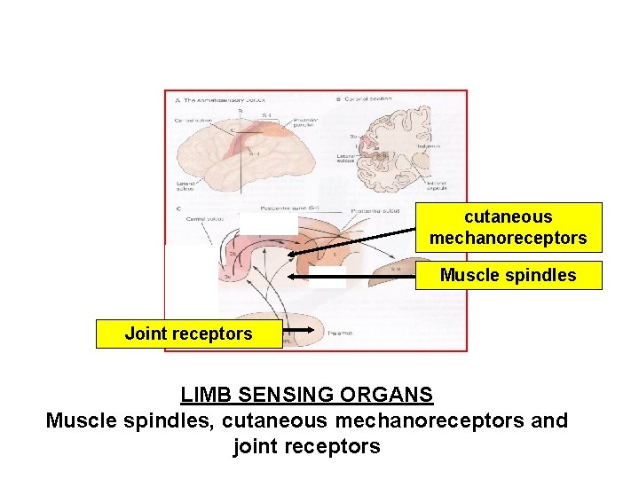 cutaneous mechanoreceptors Muscle spindles Joint receptors LIMB SENSING ORGANS Muscle spindles, cutaneous mechanoreceptors and