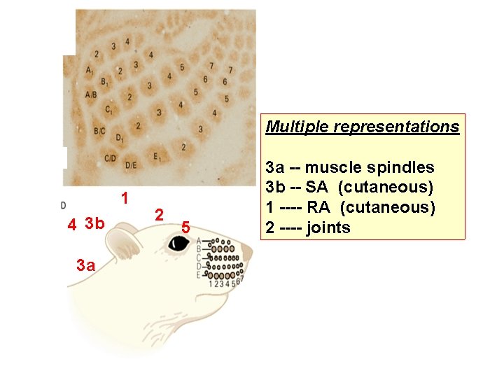 Multiple representations 1 4 3 b 3 a 2 5 3 a -- muscle