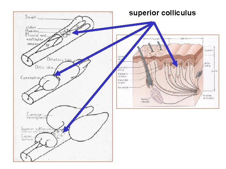 superior colliculus 