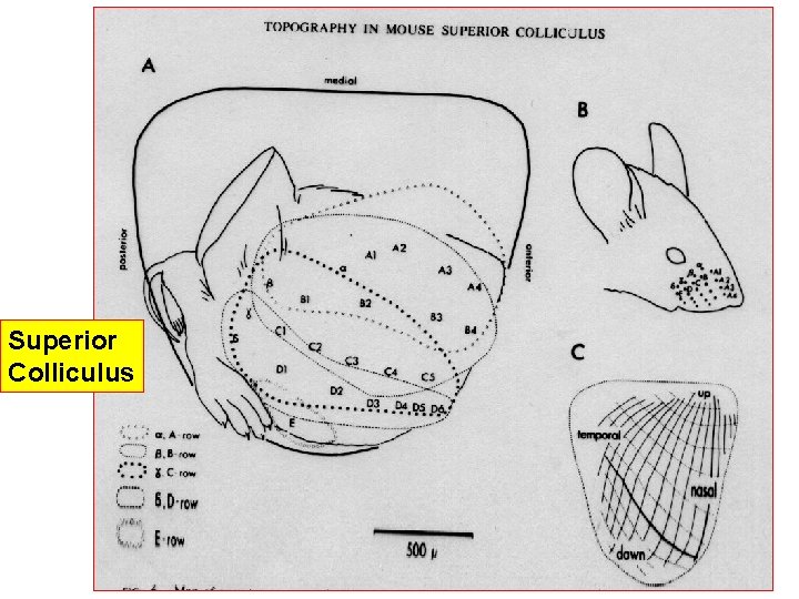 Superior Colliculus 