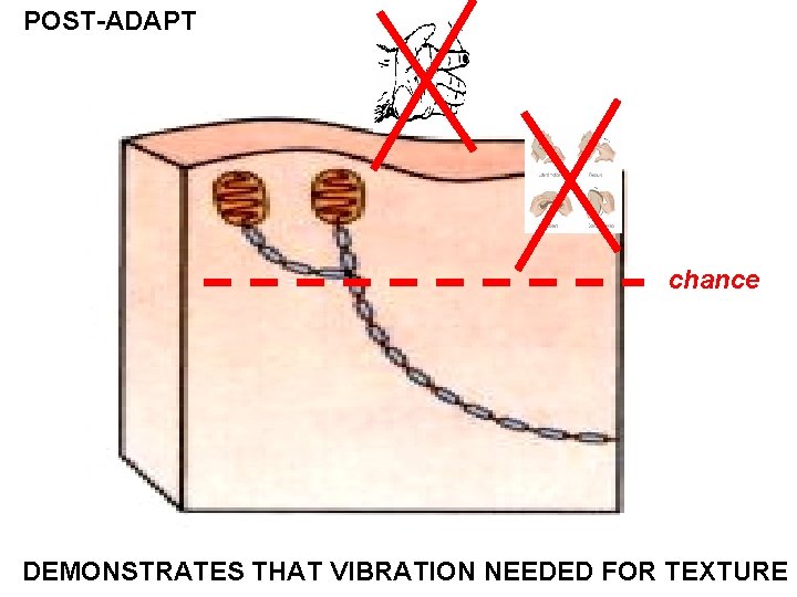 POST-ADAPT chance DEMONSTRATES THAT VIBRATION NEEDED FOR TEXTURE 