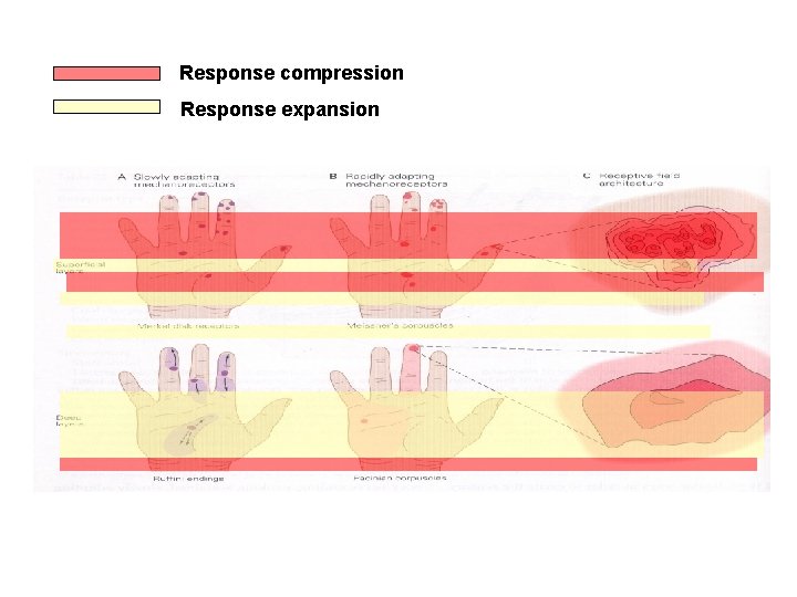 Response compression Response expansion 