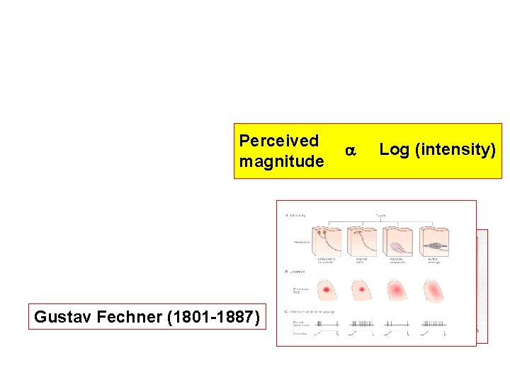 Perceived magnitude Gustav Fechner (1801 -1887) Log (intensity) 