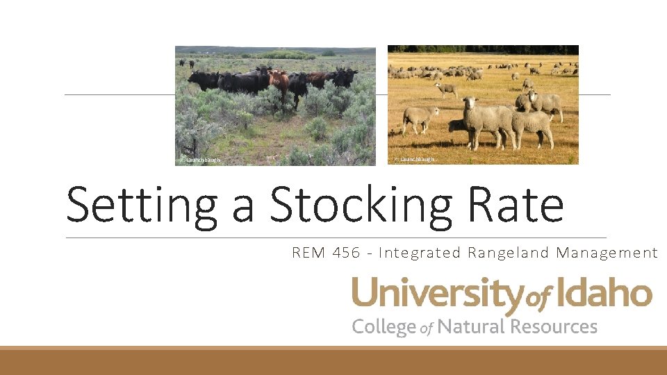 K. Launchbaugh Setting a Stocking Rate REM 456 - Integrated Rangeland Management 