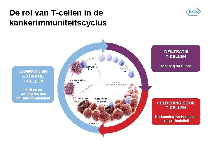 De rol van T-cellen in de kankerimmuniteitscyclus INFILTRATIE T-CELLEN OE BL Toegang tot tumor