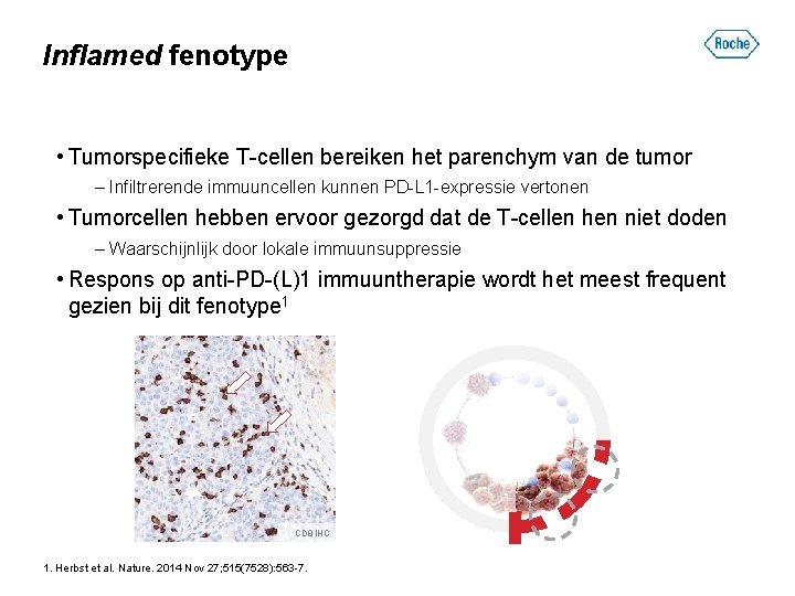 Inflamed fenotype • Tumorspecifieke T-cellen bereiken het parenchym van de tumor – Infiltrerende immuuncellen