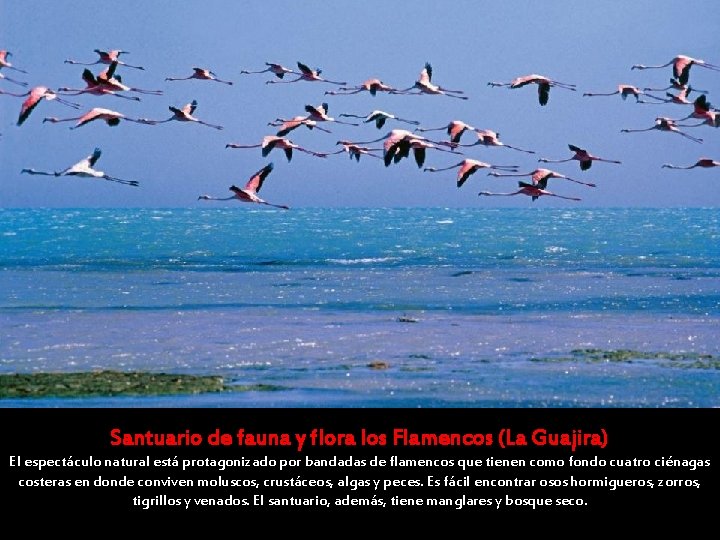 Santuario de fauna y flora los Flamencos (La Guajira) El espectáculo natural está protagonizado Santuario de fauna y flora los Flamencos (La Guajira) El espectáculo natural está protagonizado