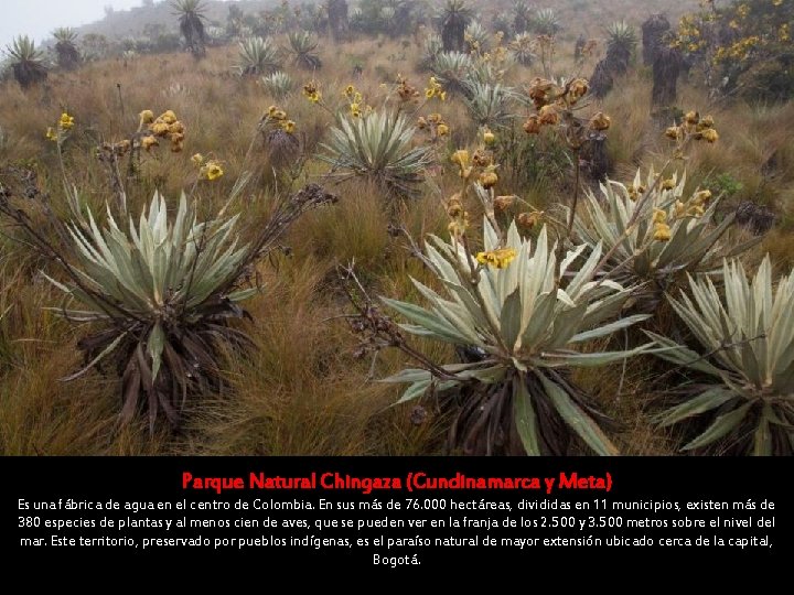 Parque Natural Chingaza (Cundinamarca y Meta) Es una fábrica de agua en el centro Parque Natural Chingaza (Cundinamarca y Meta) Es una fábrica de agua en el centro