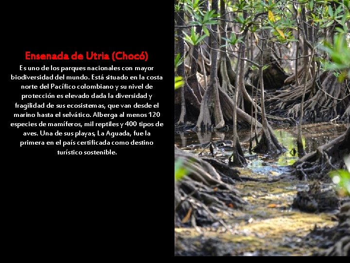 Ensenada de Utria (Chocó) Es uno de los parques nacionales con mayor biodiversidad del Ensenada de Utria (Chocó) Es uno de los parques nacionales con mayor biodiversidad del