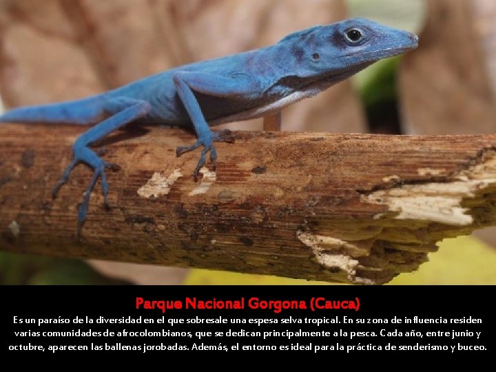 Parque Nacional Gorgona (Cauca) Es un paraíso de la diversidad en el que sobresale Parque Nacional Gorgona (Cauca) Es un paraíso de la diversidad en el que sobresale