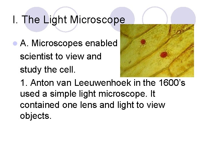 I. The Light Microscope l A. Microscopes enabled scientist to view and study the