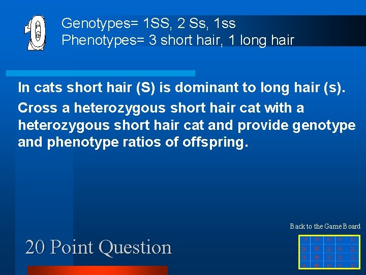 Genotypes= 1 SS, 2 Ss, 1 ss Phenotypes= 3 short hair, 1 long hair