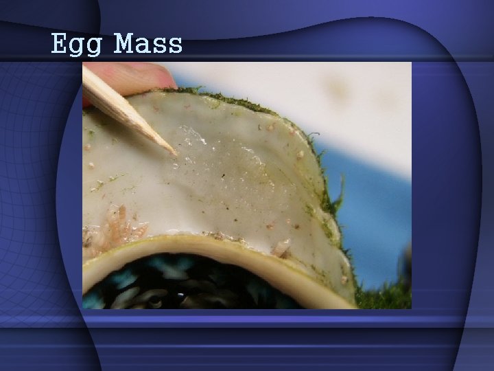 Egg Mass 
