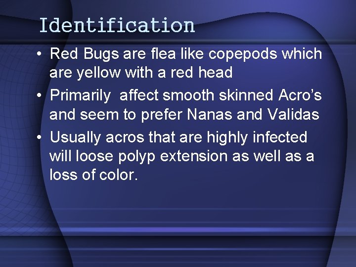 Identification • Red Bugs are flea like copepods which are yellow with a red