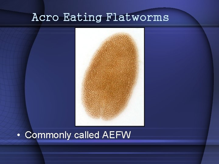 Acro Eating Flatworms • Commonly called AEFW 