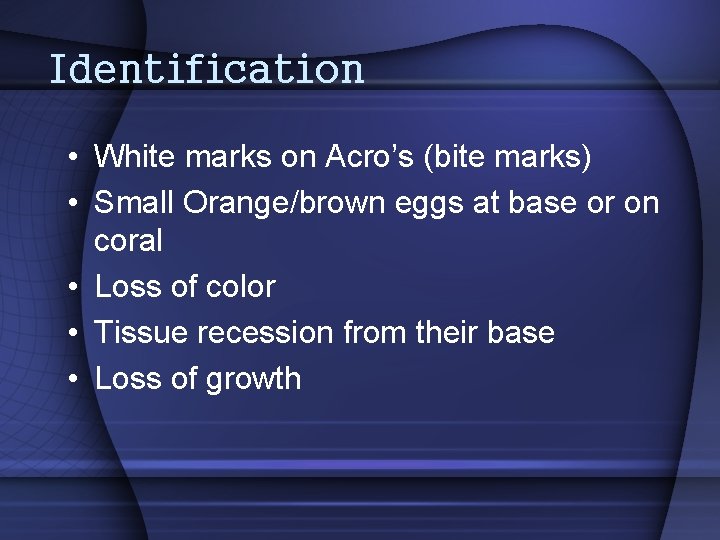 Identification • White marks on Acro’s (bite marks) • Small Orange/brown eggs at base