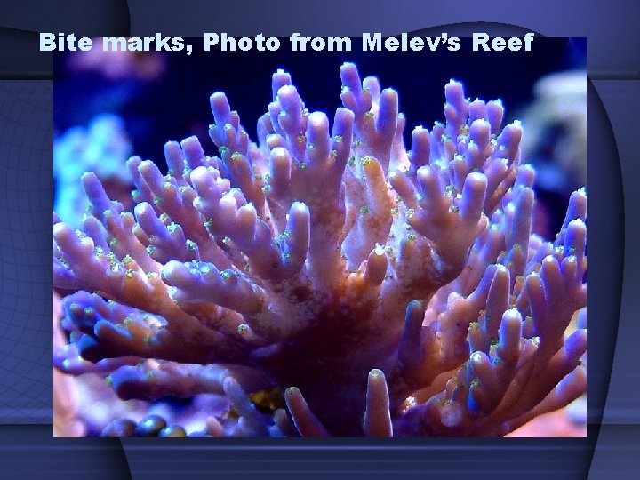Bite marks, Photo from Melev’s Reef 