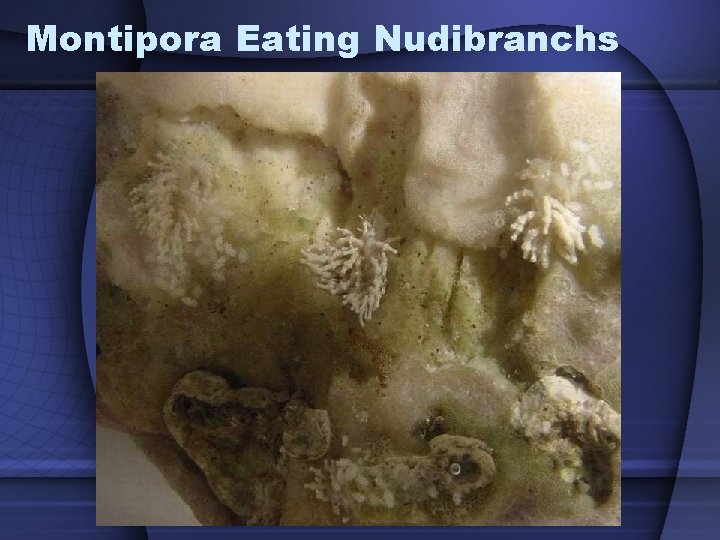 Montipora Eating Nudibranchs 