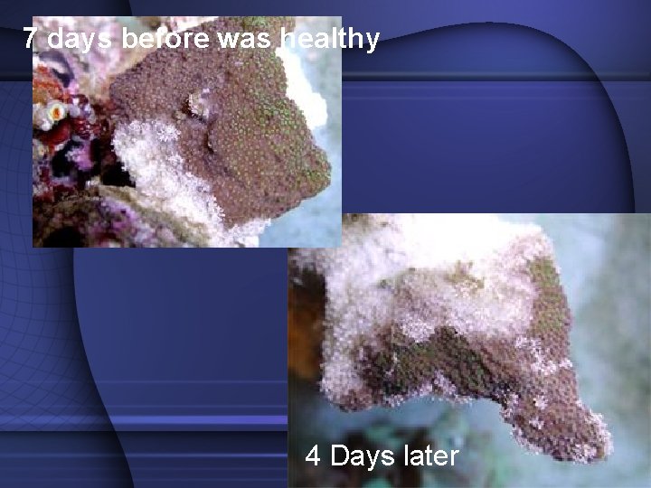 7 days before was healthy 4 Days later 