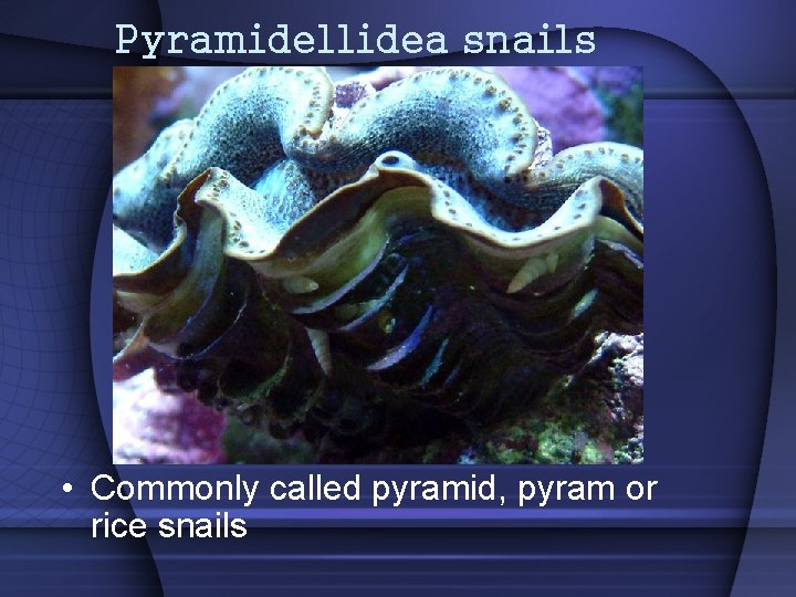Pyramidellidea snails • Commonly called pyramid, pyram or rice snails 