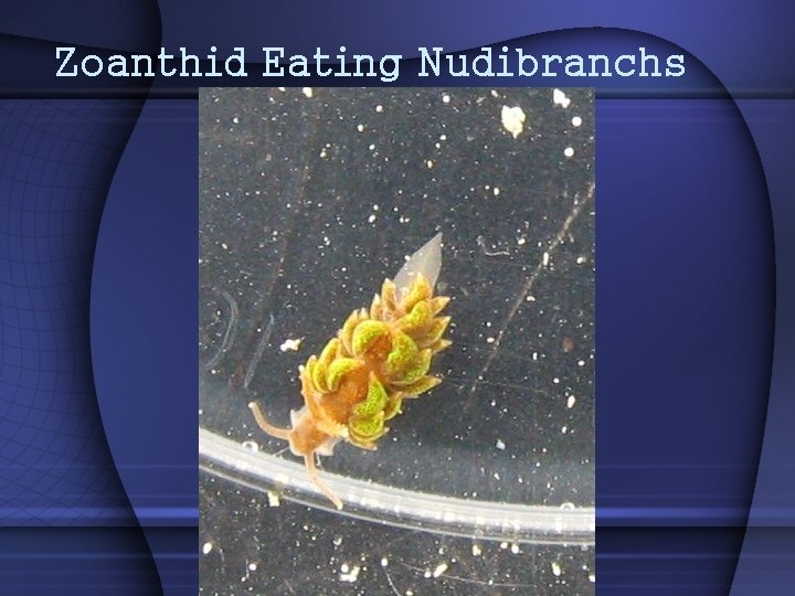 Zoanthid Eating Nudibranchs 