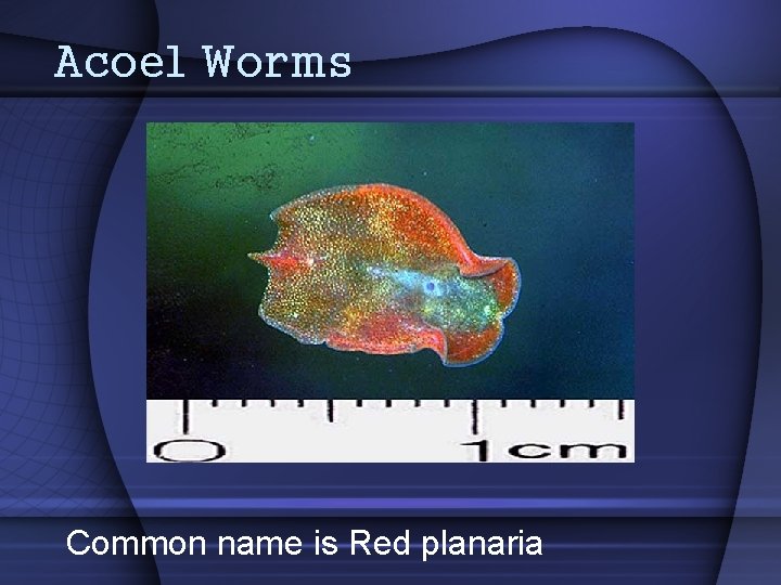 Acoel Worms Common name is Red planaria 