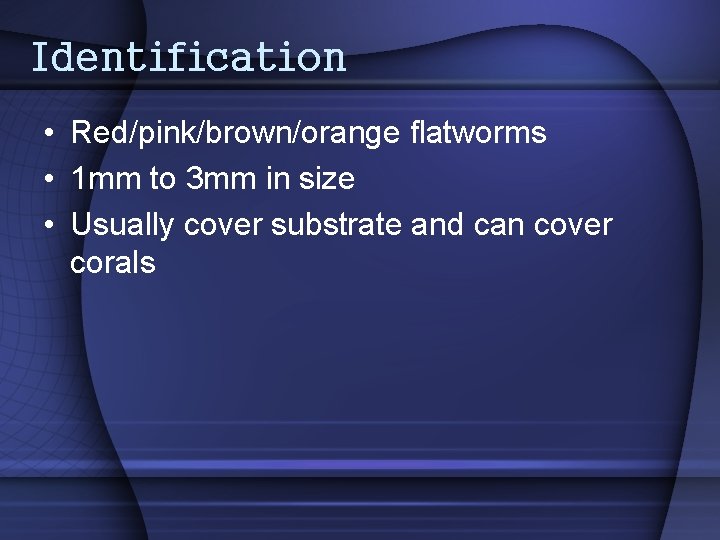 Identification • Red/pink/brown/orange flatworms • 1 mm to 3 mm in size • Usually