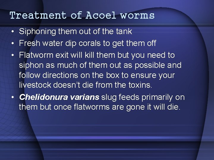 Treatment of Acoel worms • Siphoning them out of the tank • Fresh water